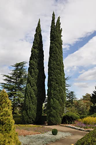 100 horizontale Zypressensamen (Cupressus Sempervirens Horizontalis) von TU PROPIO JARDÍN