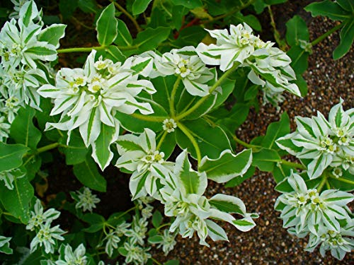 15 Euphorbia Marginata-Samen 15 Euphorbia Marginata-Samen von TU PROPIO JARDÍN