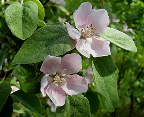 15 Quittensamen (Cydonia Oblonga) von TU PROPIO JARDÍN