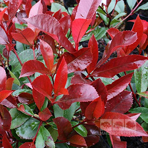 15 Red Robin Photinia-Samen 15 Red Robin Photinia-Samen von TU PROPIO JARDÍN