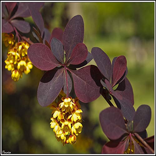 15 Samen Rote Berberitze (Berberis thunbergii) von TU PROPIO JARDÍN