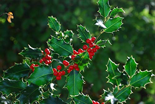 15 Samen der Stechpalme (Ilex Aquifolium) von TU PROPIO JARDÍN