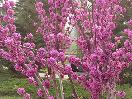 15 Samen des Judasbaums (Cercis siliquastrum) von TU PROPIO JARDÍN