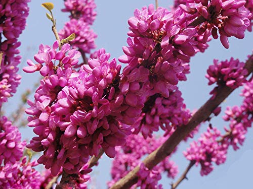 15 Samen des Judasbaums (Cercis siliquastrum) von TU PROPIO JARDÍN