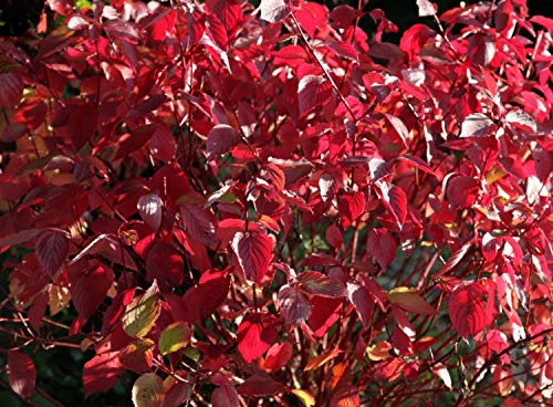 15 Samen von Cornus Alba (Hartriegel) von TU PROPIO JARDÍN
