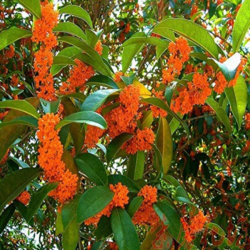 15 Samen von Osmanthus Fragrans (Duftende Tee-Olive) von TU PROPIO JARDÍN