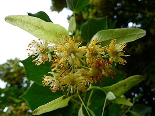 15 Samen von Tilia platyphyllos (Linde) von TU PROPIO JARDÍN