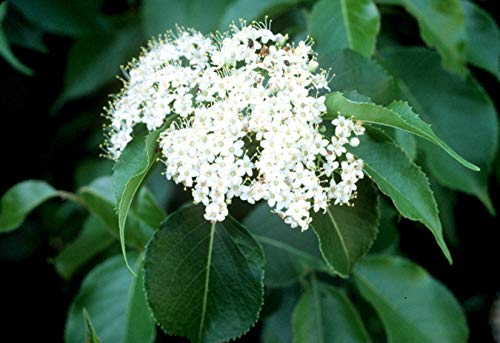 15 Samen von Viburnum lentago 15 Samen von Viburnum lentago von TU PROPIO JARDÍN