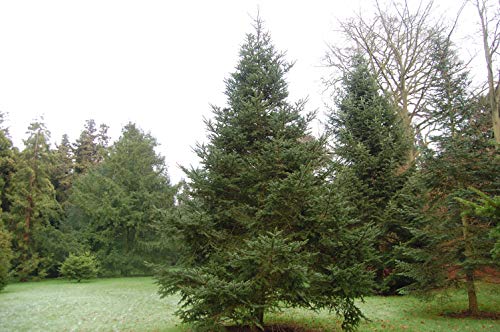15 Tannensamen (Abies fabri) von TU PROPIO JARDÍN
