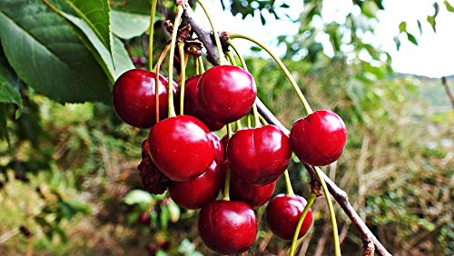 15 rote Kirschsamen 15 rote Kirschsamen von TU PROPIO JARDÍN