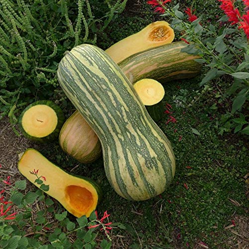 15 volle Neapel Kürbiskerne (Curcubita Moschata) von TU PROPIO JARDÍN