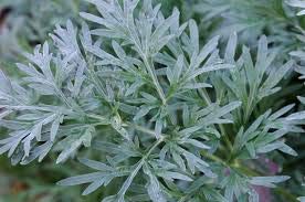 150 Samen Artemisia, Wermut (Artemisia Absinthium) von TU PROPIO JARDÍN