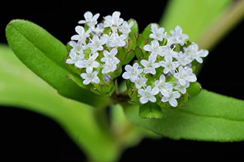 150 Samen Feldsalat (Valerianella Locusta) von TU PROPIO JARDÍN
