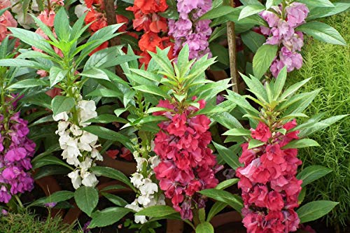 20 Graines d’Impatiens Balsamina 20 Graines d’Impatiens Balsamina von TU PROPIO JARDÍN