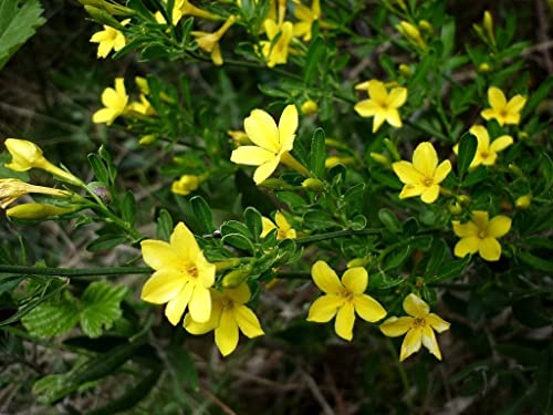 20 Samen gelber wilder Jasmin (Jasminum Fruticans) von TU PROPIO JARDÍN