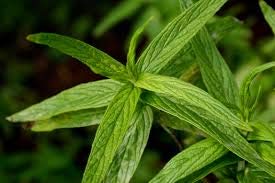 200 Samen Mentha (Mentha longifolia) von TU PROPIO JARDÍN