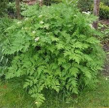 200 Samen von Artemisia Carvifolia von TU PROPIO JARDÍN