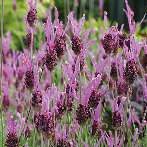 200 Samen von Lavandula stoechas (Lavendel oder Borriquero Thymian) von TU PROPIO JARDÍN