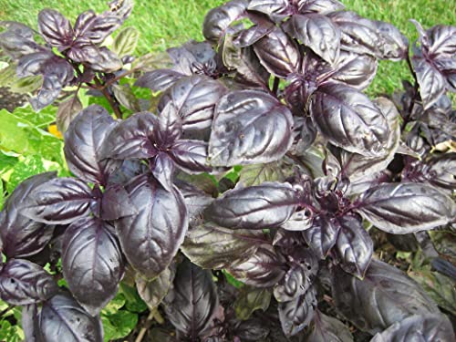 200 lila Basilikumsamen (Ocimum Basilicum - Dunkler Opal) von TU PROPIO JARDÍN