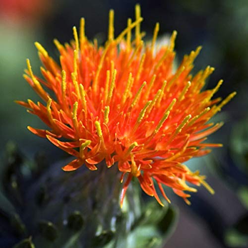 25 Carthame-Körner (Carthamus tinctorius) von TU PROPIO JARDÍN
