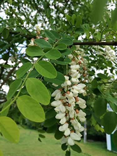 25 Samen Falsche Akazie (Robinia Pseudoacacia) von TU PROPIO JARDÍN