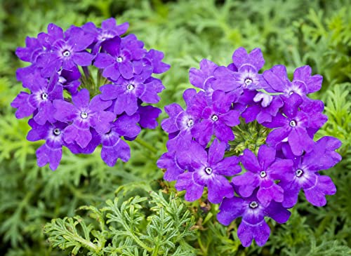 250 Eisenkrautsamen (Verbena Officinalis) von TU PROPIO JARDÍN