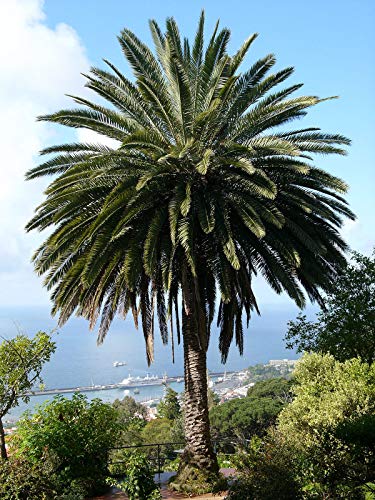 3 Samen der Kanarischen Palme (Phoenix Canariensis) von TU PROPIO JARDÍN