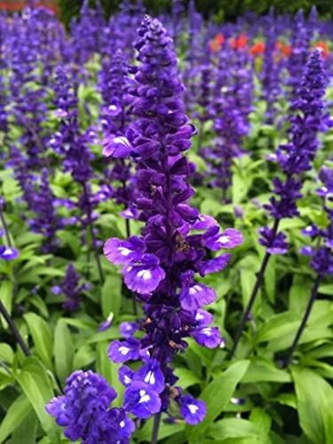 30 Samen Blauer Salbei, Victoria (Salvia Farinacea) von TU PROPIO JARDÍN