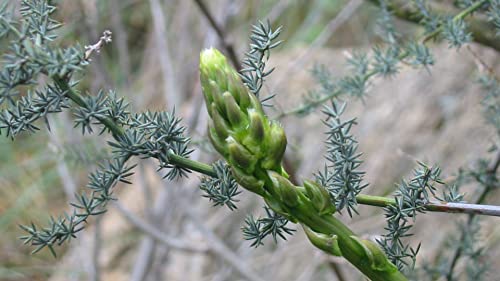 30 Wildspargelsamen (Asparagus acutifolius) von TU PROPIO JARDÍN