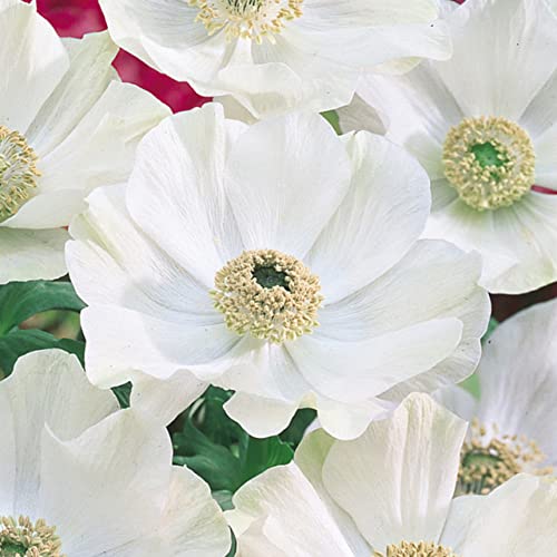 4 Zwiebeln Anemone de Bride (Weiß)… von TU PROPIO JARDÍN