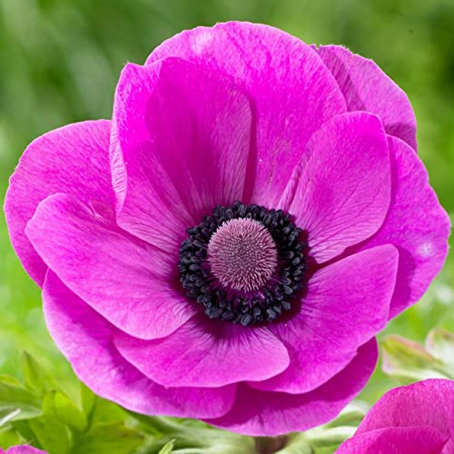 4 Zwiebeln Anemone de Sylphide (Rosa)… von TU PROPIO JARDÍN