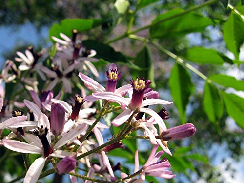 5 Samen von Melia Azedarach (Zimt) von TU PROPIO JARDÍN
