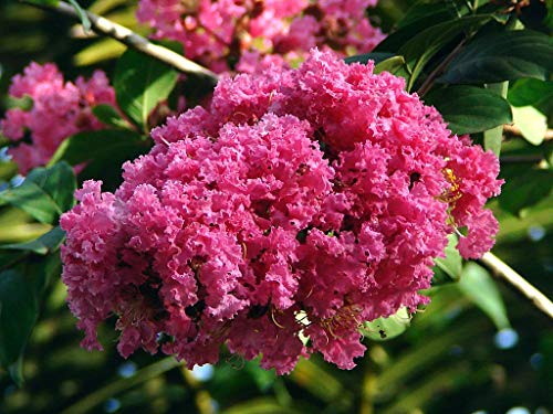 50 Jupiterbaumsamen (Lagerstroemia indica) von TU PROPIO JARDÍN