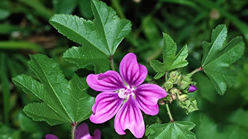 50 Körner Malve Commune (Malva sylvestris) von TU PROPIO JARDÍN