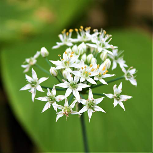 50 Samen chinesischer Schnittlauch (Allium Tumberosum) von TU PROPIO JARDÍN