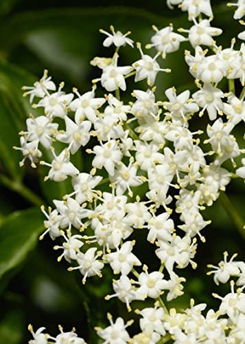 50 Samen von Sambucus Nigra (Holunder oder Schwarzer Holunder) von TU PROPIO JARDÍN