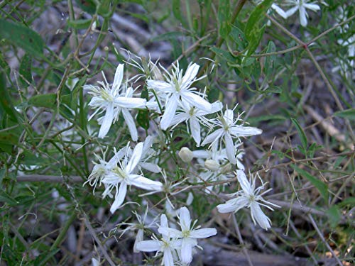 60 Samen von Clematis flammula (Mermera-Gras oder tollwütige Katze) von TU PROPIO JARDÍN