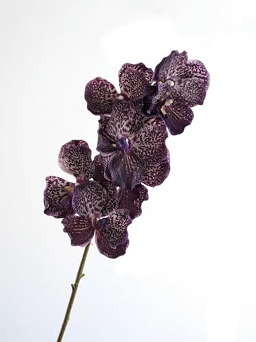 TVIVID Künstliche Vanda-Orchidee, fühlt sich echt an, künstliche Orchidee, Folral-Arrangement, realistische dekorative Vanda-Blume von TVIVID