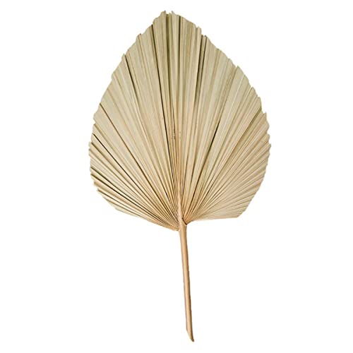 1pcs Palm Fan Leaf Getrocknete Palm Leaf Fenster Empfang Kunst Wandbehang Dekoration Hochzeit von TXYCTNY