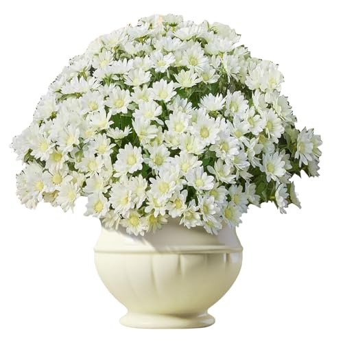 TYUKXJH Künstliche Chrysanthemen | 10 Stück Chrysanthemen im Herbst Sonnenuntergang für den Außenbereich – Dekoratives Herbst- für Garten, Schlafzimmer, Party, Balkon, , Vase von TYUKXJH