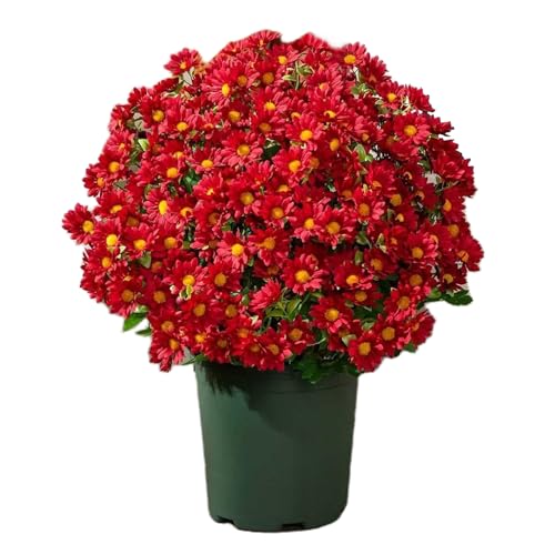 TYUKXJH Künstliche Chrysanthemen für den Außenbereich, 10 Stück Herbst für Dekoration | Dekorative Herbstdekoration für Garten, Schlafzimmer, Party, Balkon, Fensterbank, Vase von TYUKXJH