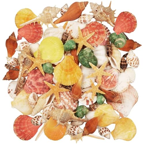 Taasmoog 70 Stück Muscheln, Muscheln zum Basteln 9 Arten Ozean Muscheln und 2 Arten Seesterne Gemischte Muscheln Natur Muscheln Strandmuscheln Deko Muscheln für Vase Füllstoffe Fisch Panzer von Taasmoog