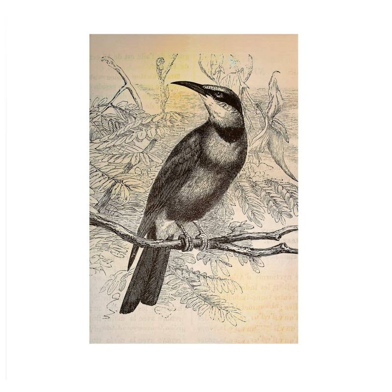 Leinwandbild Vögel M1-No.50122 | Wandbild 90 x 60 cm | Landhausstil Gelb Schwarz Keilrahmen Leinwandbild Vögel M1-No.50122 | Wandbild 90 x 60 cm | Landhausstil Gelb Schwarz Keilrahmen von Tadessi