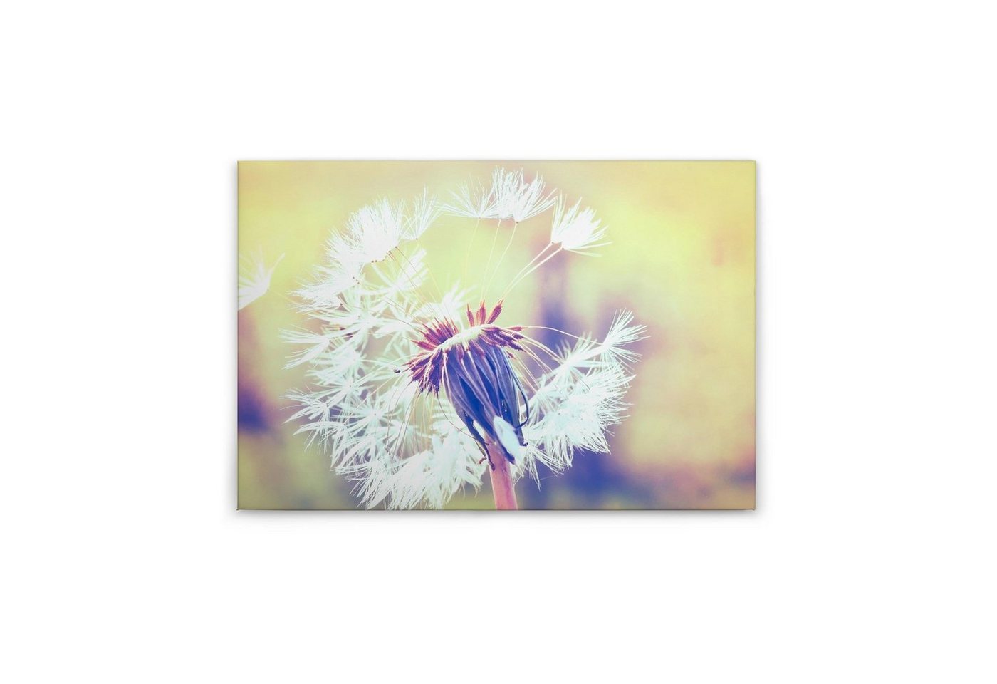 Tadessi Leinwandbild Blumen 60 x 90 cm Garten Pusteblume M1-No.50034 von Tadessi