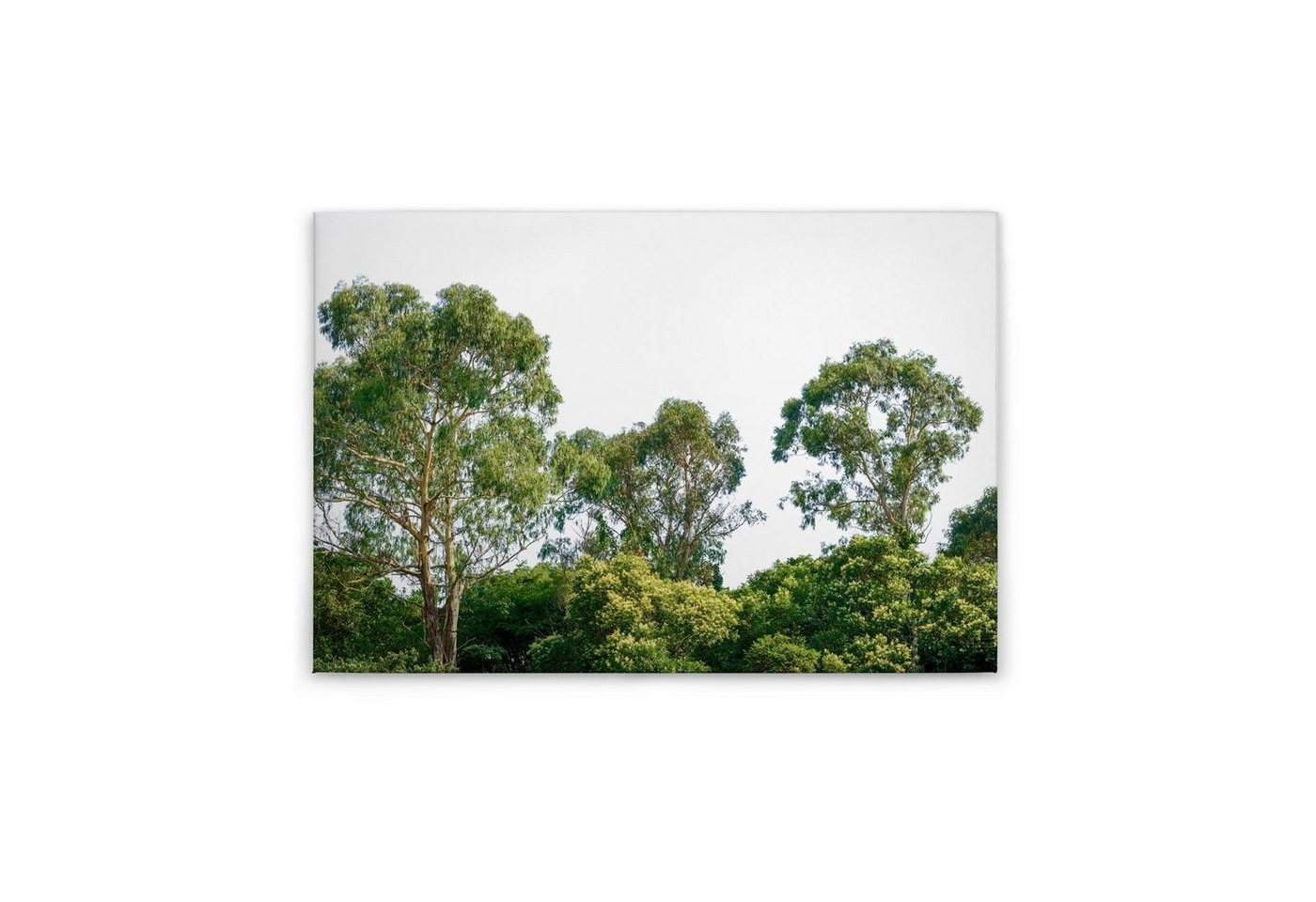 Tadessi Leinwandbild Bäume 60 x 90 cm Wald Natur Deko Keilrahmen M1-No.50037 von Tadessi