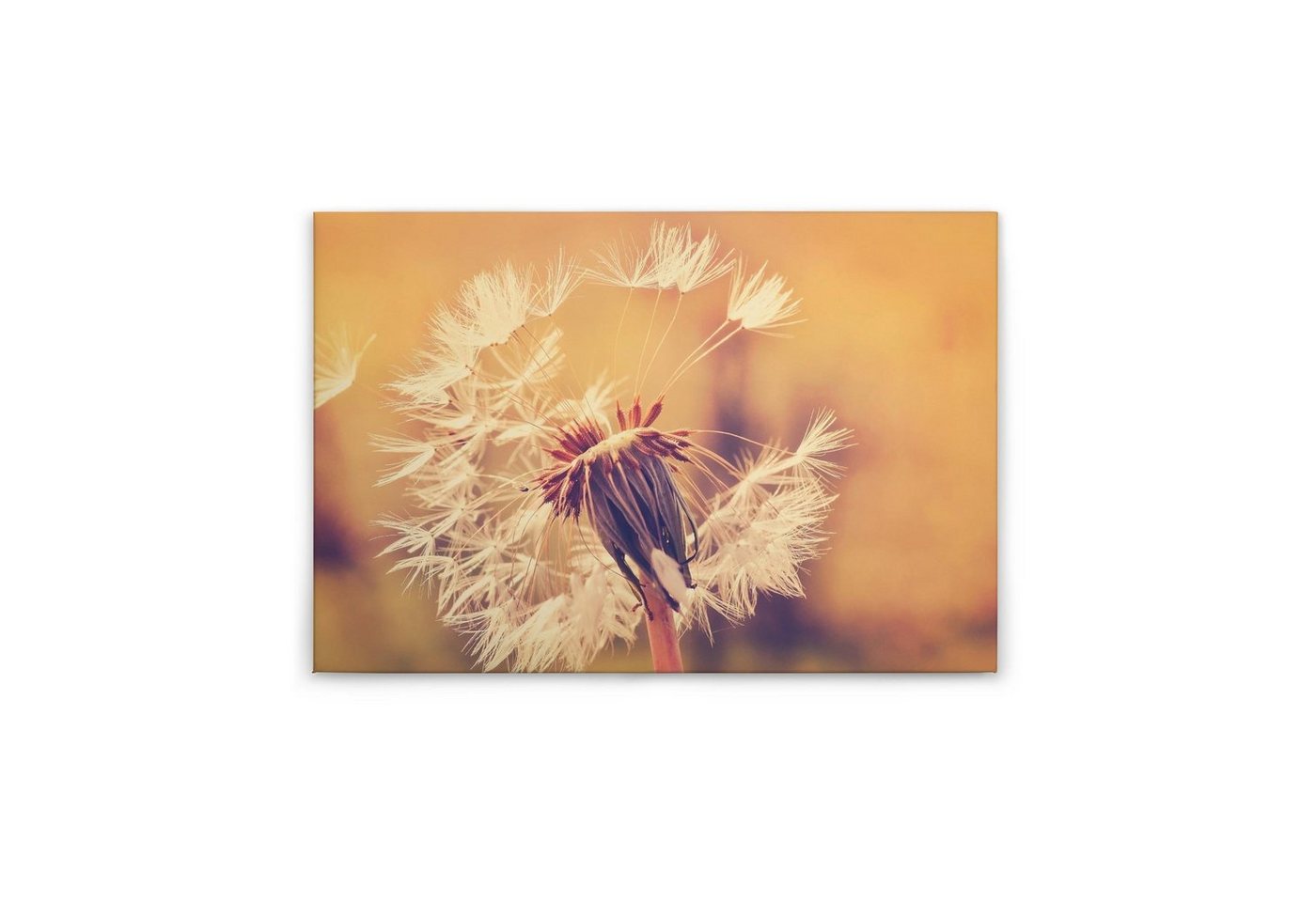 Tadessi Leinwandbild Blumen 60 x 90 cm Garten Pusteblume M1-No.50033 von Tadessi