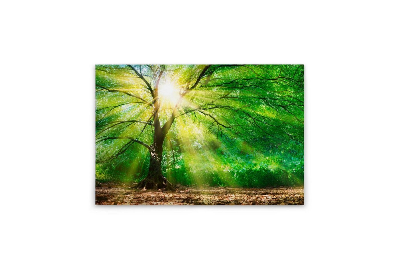 Tadessi Leinwandbild Bäume 60 x 90 cm Wald Natur Deko Keilrahmen M1-No.50057 von Tadessi