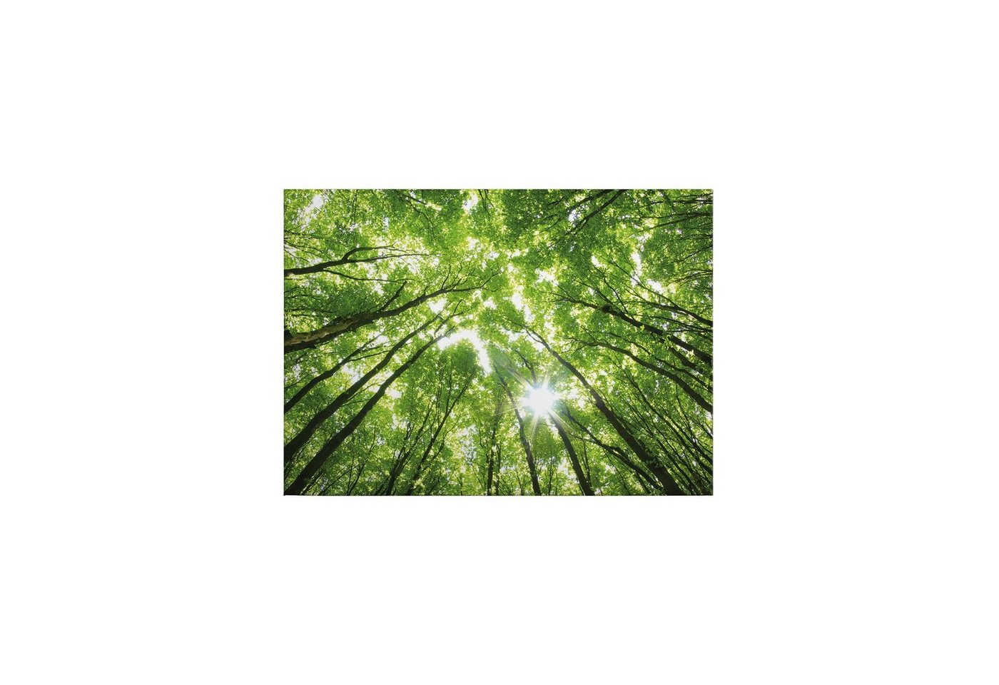 Tadessi Leinwandbild Bäume 50 x 70 cm Blätter Wald Deko M1-No.50255 von Tadessi