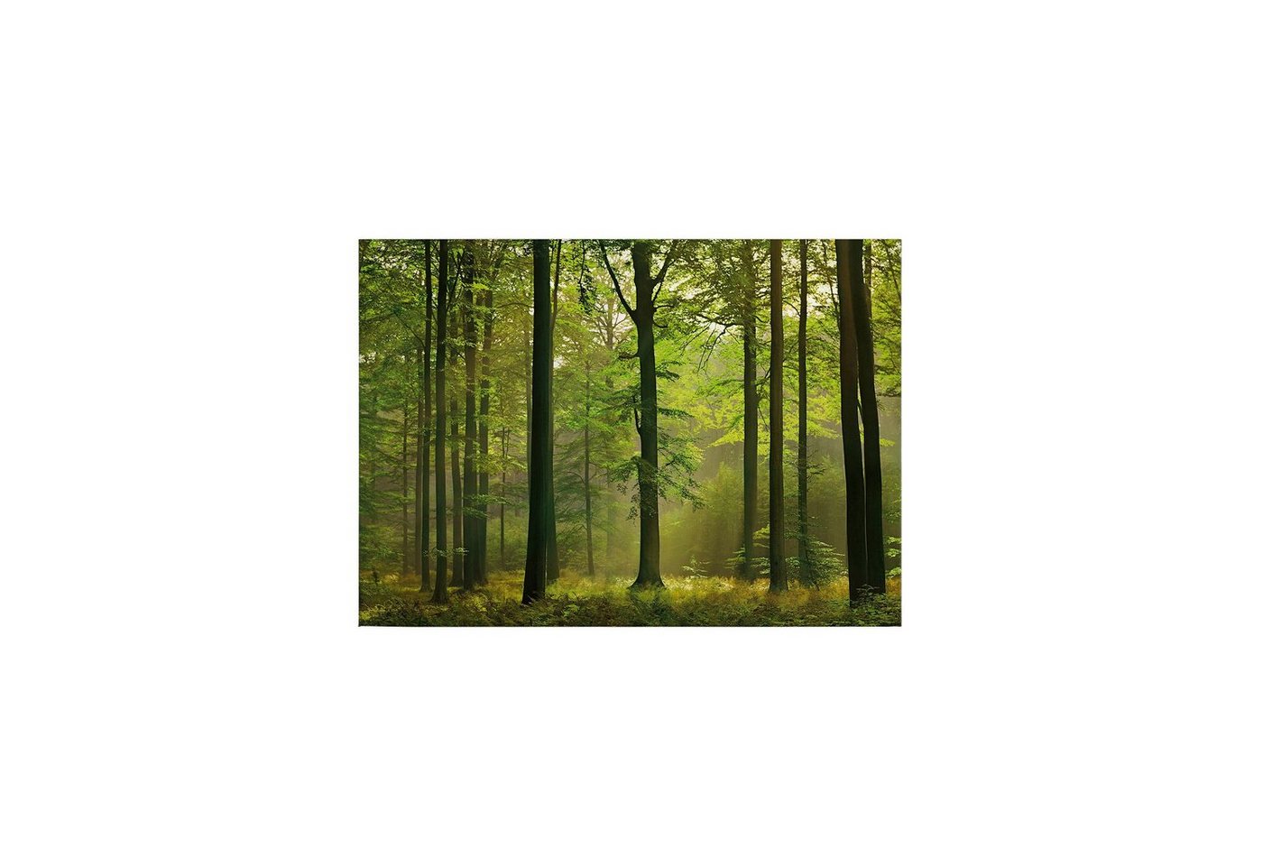 Tadessi Leinwandbild Bäume 50 x 70 cm Blätter Wald Deko M1-No.50256 von Tadessi