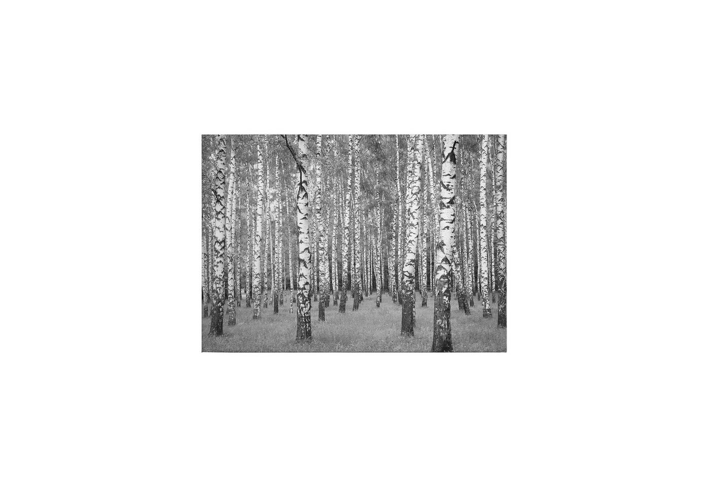 Tadessi Leinwandbild Bäume 50 x 70 cm Blätter Laubwald M1-No.50260 von Tadessi